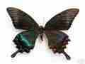 Papilio maacki summer form bilateral gynandromorph (Internet Image property of respective owner, non-commercial use only)